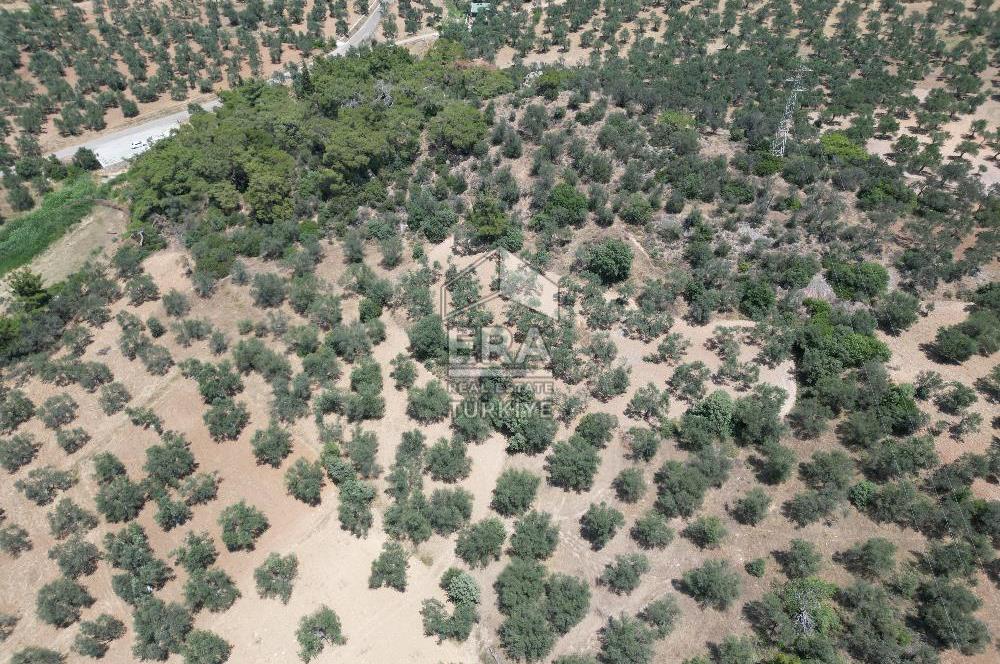 GÖMEÇ KARAAĞAÇTA SATILIK 1449 M2 ZEYTİNLİK