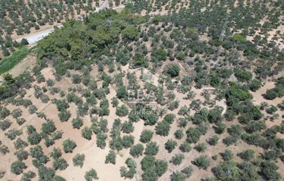 GÖMEÇ KARAAĞAÇTA SATILIK 1449 M2 ZEYTİNLİK