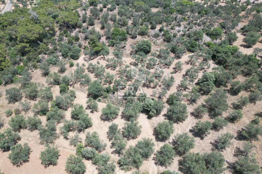 GÖMEÇ KARAAĞAÇTA SATILIK 1449 M2 ZEYTİNLİK