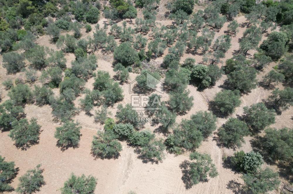 GÖMEÇ KARAAĞAÇTA SATILIK 1449 M2 ZEYTİNLİK