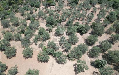 GÖMEÇ KARAAĞAÇTA SATILIK 1449 M2 ZEYTİNLİK