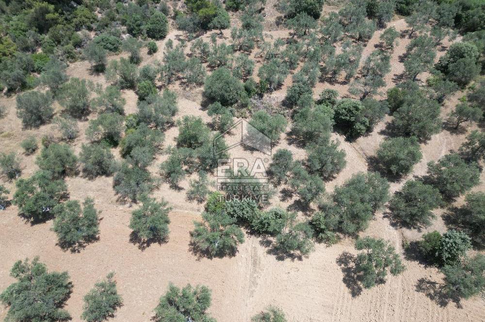 GÖMEÇ KARAAĞAÇTA SATILIK 1449 M2 ZEYTİNLİK