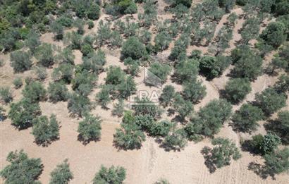 GÖMEÇ KARAAĞAÇTA SATILIK 1449 M2 ZEYTİNLİK
