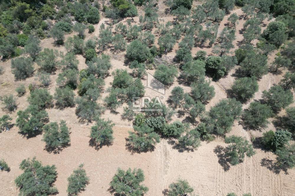 GÖMEÇ KARAAĞAÇTA SATILIK 1449 M2 ZEYTİNLİK