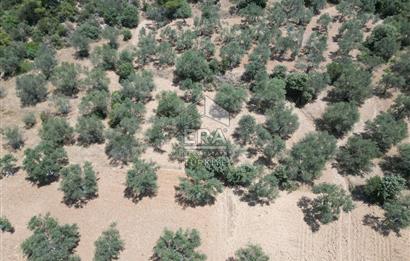 GÖMEÇ KARAAĞAÇTA SATILIK 1449 M2 ZEYTİNLİK