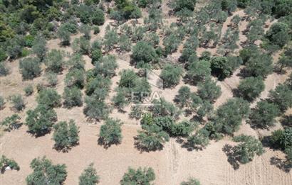 GÖMEÇ KARAAĞAÇTA SATILIK 1449 M2 ZEYTİNLİK