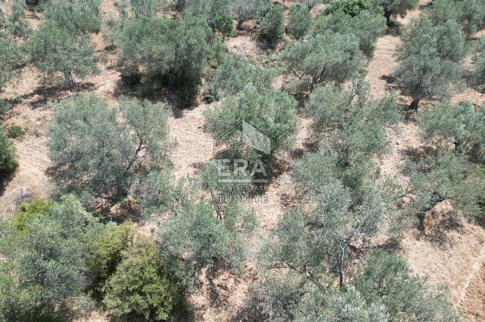 GÖMEÇ KARAAĞAÇTA SATILIK 1449 M2 ZEYTİNLİK