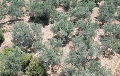 GÖMEÇ KARAAĞAÇTA SATILIK 1449 M2 ZEYTİNLİK