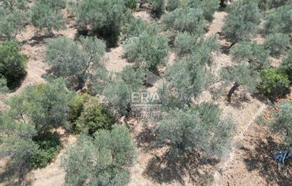 GÖMEÇ KARAAĞAÇTA SATILIK 1449 M2 ZEYTİNLİK