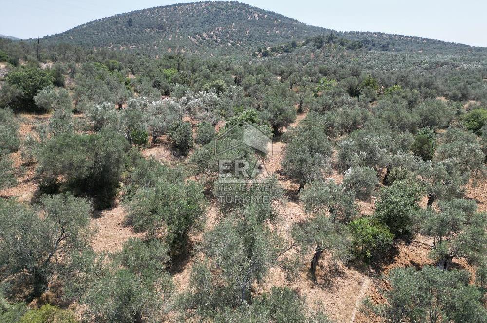 GÖMEÇ KARAAĞAÇTA SATILIK 1449 M2 ZEYTİNLİK