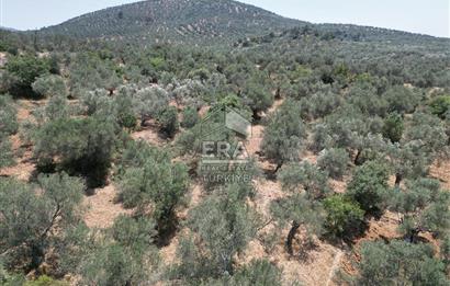 GÖMEÇ KARAAĞAÇTA SATILIK 1449 M2 ZEYTİNLİK