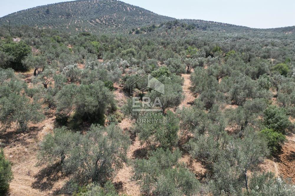 GÖMEÇ KARAAĞAÇTA SATILIK 1449 M2 ZEYTİNLİK