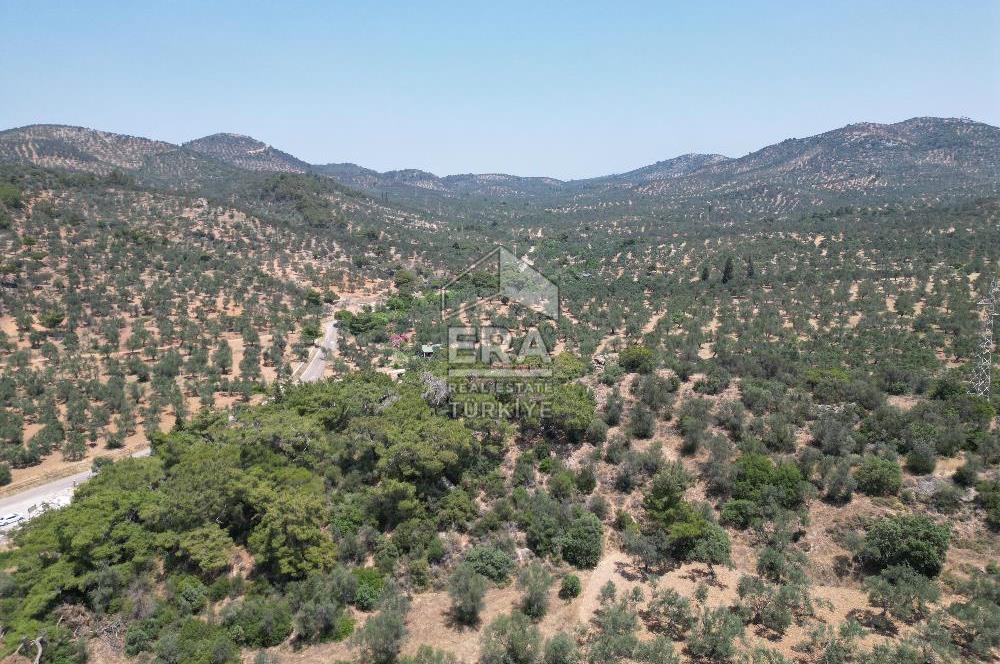 GÖMEÇ KARAAĞAÇTA SATILIK 1449 M2 ZEYTİNLİK