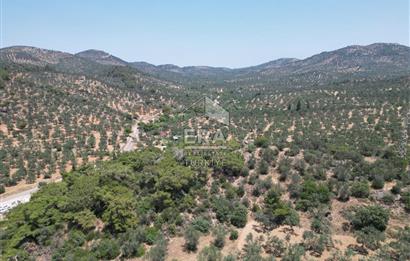 GÖMEÇ KARAAĞAÇTA SATILIK 1449 M2 ZEYTİNLİK