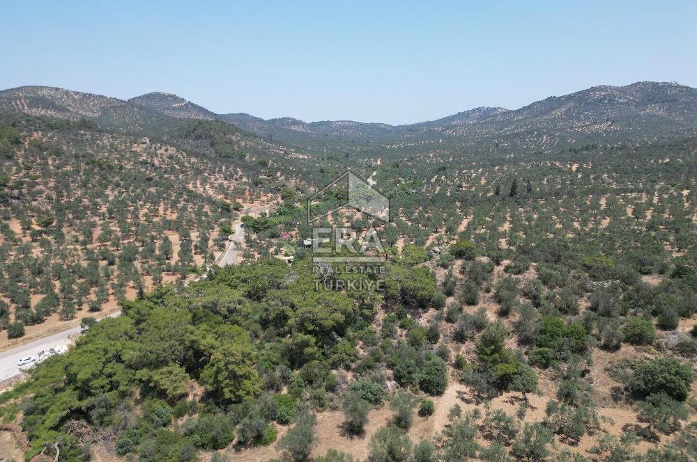 GÖMEÇ KARAAĞAÇTA SATILIK 1449 M2 ZEYTİNLİK