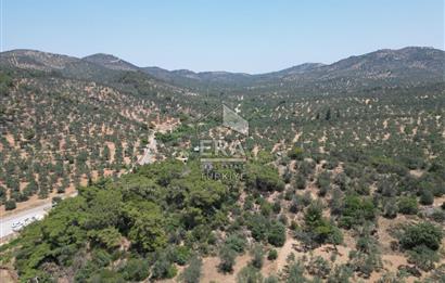 GÖMEÇ KARAAĞAÇTA SATILIK 1449 M2 ZEYTİNLİK