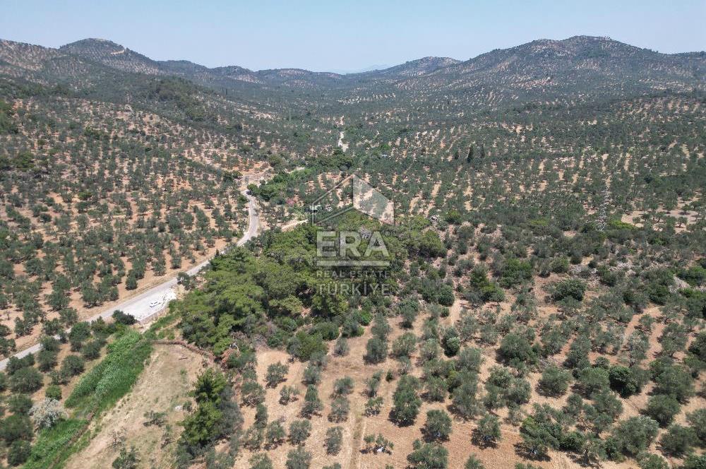 GÖMEÇ KARAAĞAÇTA SATILIK 1449 M2 ZEYTİNLİK
