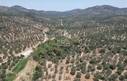 GÖMEÇ KARAAĞAÇTA SATILIK 1449 M2 ZEYTİNLİK