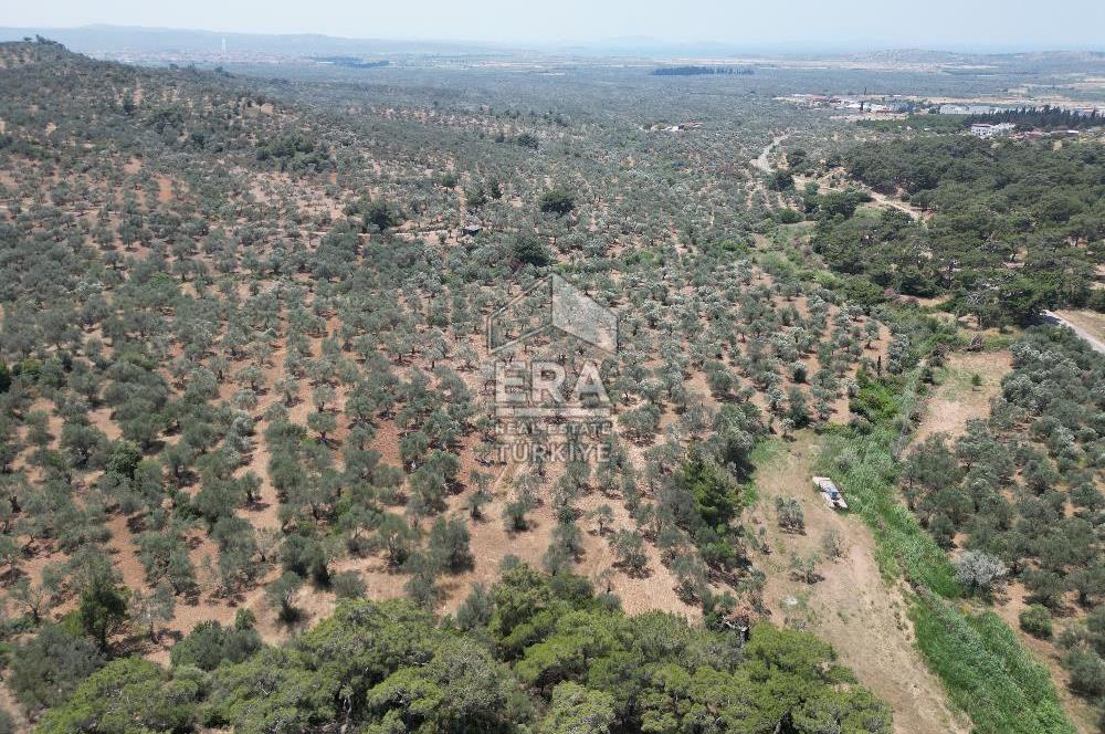 GÖMEÇ KARAAĞAÇTA SATILIK 1449 M2 ZEYTİNLİK