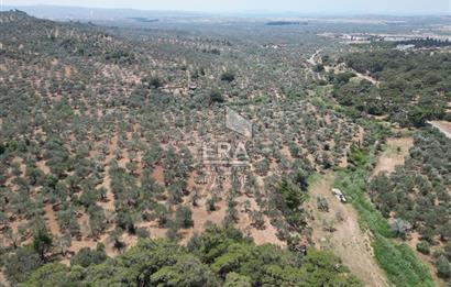 GÖMEÇ KARAAĞAÇTA SATILIK 1449 M2 ZEYTİNLİK
