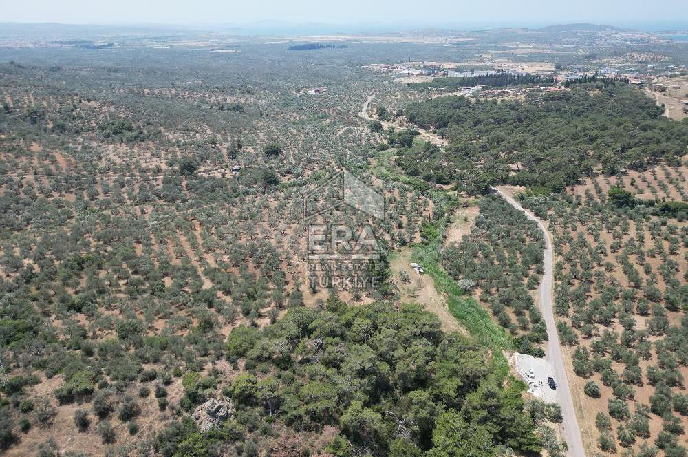 GÖMEÇ KARAAĞAÇTA SATILIK 1449 M2 ZEYTİNLİK