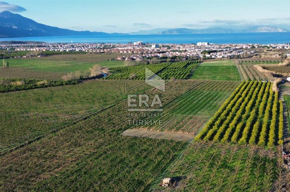 AYDIN KUŞADASI ŞEFTALİ BAHÇESİ