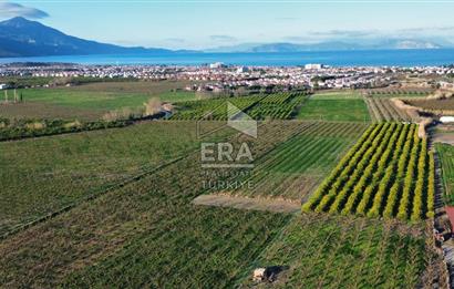 AYDIN KUŞADASI ŞEFTALİ BAHÇESİ