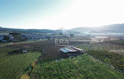 AYDIN KUŞADASI ŞEFTALİ BAHÇESİ