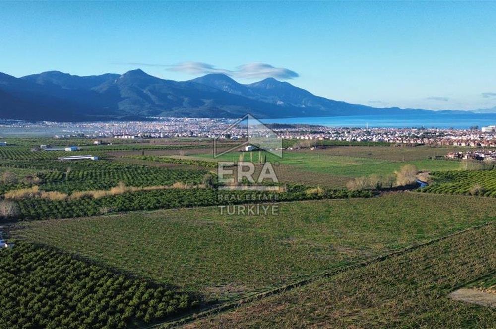 AYDIN KUŞADASI ŞEFTALİ BAHÇESİ