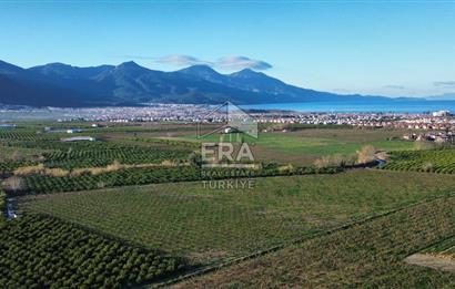 AYDIN KUŞADASI ŞEFTALİ BAHÇESİ