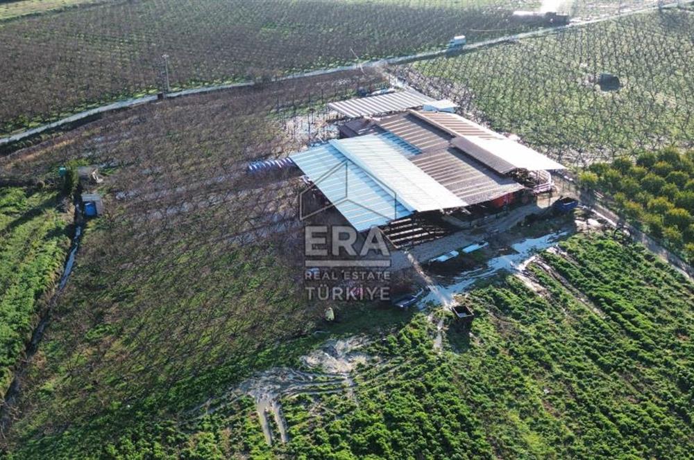 AYDIN KUŞADASI ŞEFTALİ BAHÇESİ