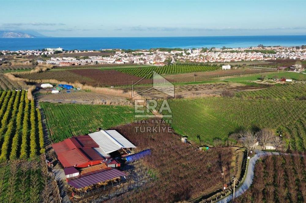 AYDIN KUŞADASI ŞEFTALİ BAHÇESİ