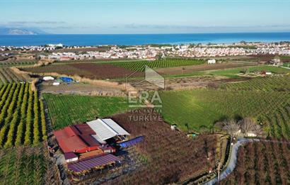 AYDIN KUŞADASI ŞEFTALİ BAHÇESİ