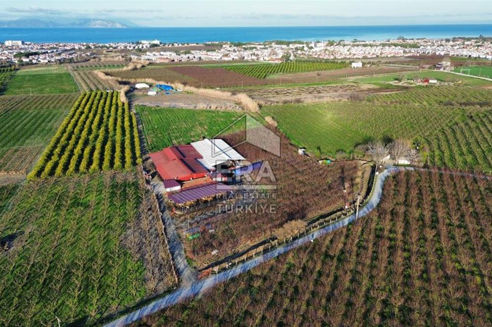 AYDIN KUŞADASI ŞEFTALİ BAHÇESİ