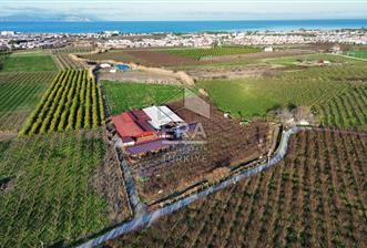 AYDIN KUŞADASI ŞEFTALİ BAHÇESİ - 1 - 14545