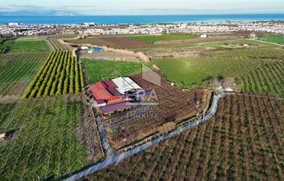 AYDIN KUŞADASI ŞEFTALİ BAHÇESİ