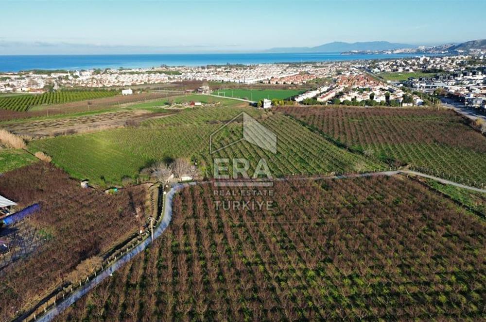 AYDIN KUŞADASI ŞEFTALİ BAHÇESİ