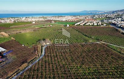 AYDIN KUŞADASI ŞEFTALİ BAHÇESİ