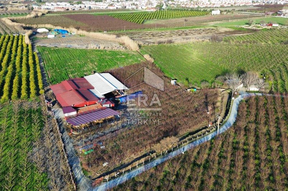 AYDIN KUŞADASI ŞEFTALİ BAHÇESİ