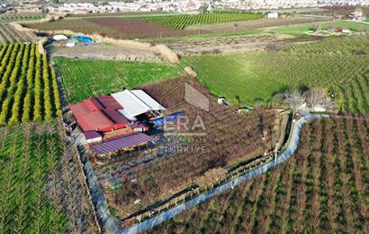 AYDIN KUŞADASI ŞEFTALİ BAHÇESİ