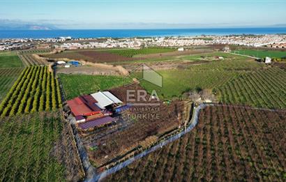 AYDIN KUŞADASI ŞEFTALİ BAHÇESİ