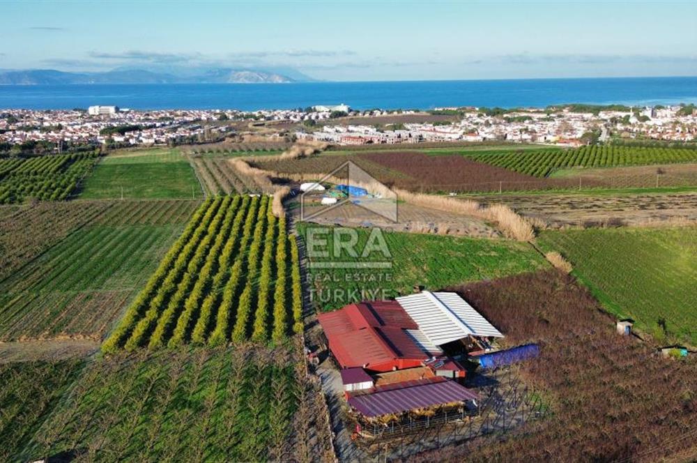 AYDIN KUŞADASI ŞEFTALİ BAHÇESİ