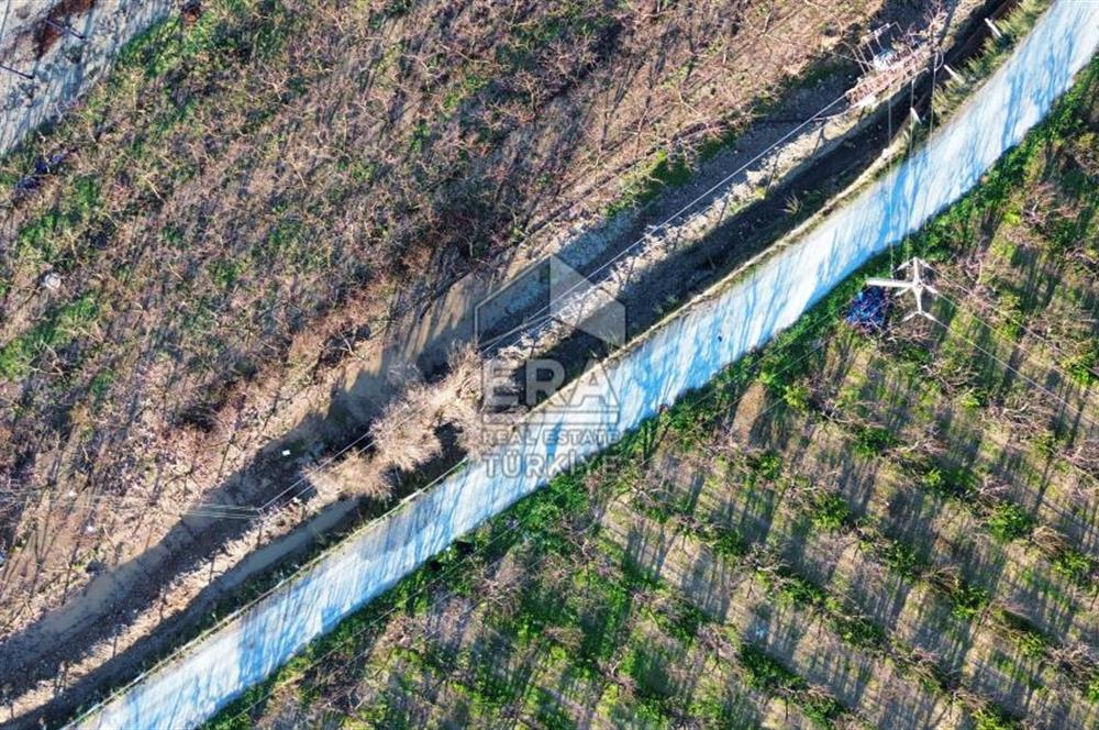 AYDIN KUŞADASI ŞEFTALİ BAHÇESİ