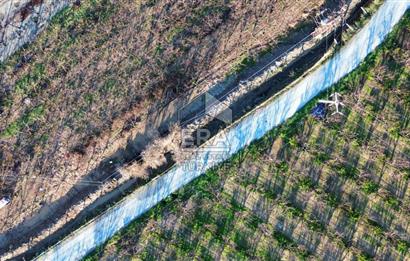 AYDIN KUŞADASI ŞEFTALİ BAHÇESİ
