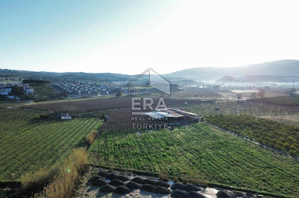 AYDIN KUŞADASI ŞEFTALİ BAHÇESİ