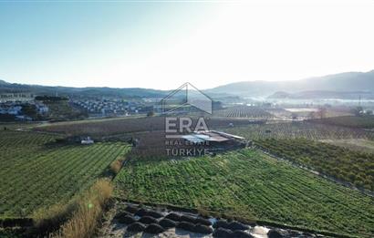 AYDIN KUŞADASI ŞEFTALİ BAHÇESİ