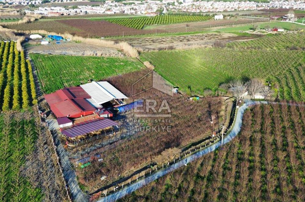 AYDIN KUŞADASI ŞEFTALİ BAHÇESİ