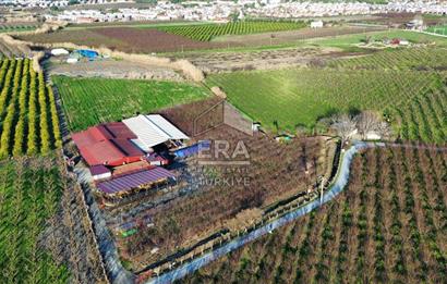 AYDIN KUŞADASI ŞEFTALİ BAHÇESİ