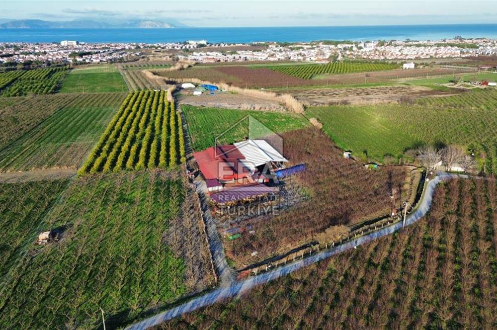 AYDIN KUŞADASI ŞEFTALİ BAHÇESİ