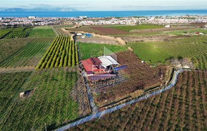 AYDIN KUŞADASI ŞEFTALİ BAHÇESİ